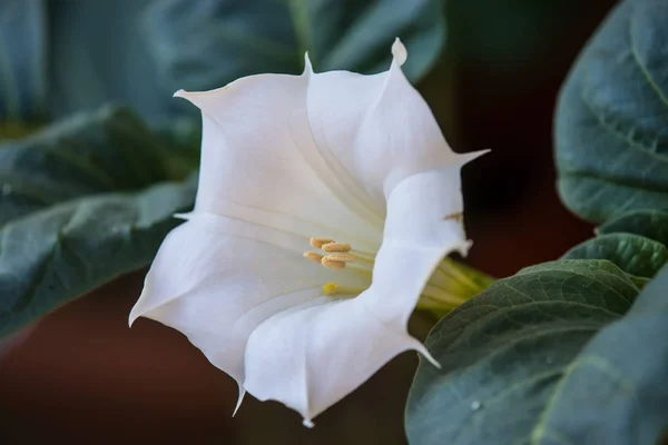 Datura stramonium, çiçekli dikenli elma Telifsiz Stok Imajlar