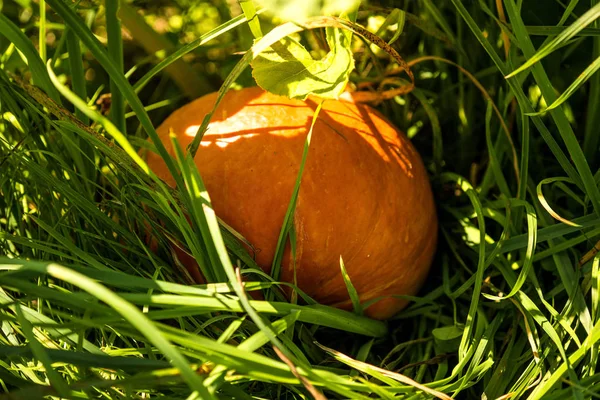 yaz aylarında bir bahçede kabak