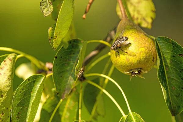 Pêra de cidra em uma árvore com mosca — Fotografia de Stock