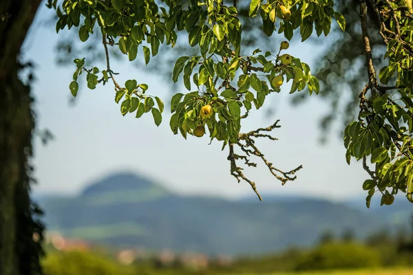 Pera de sidra en un árbol —  Fotos de Stock