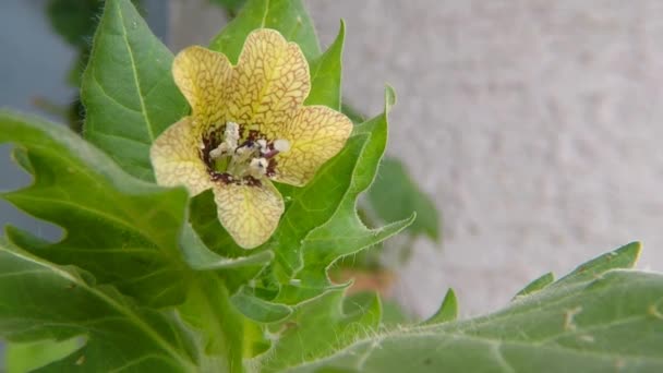 Bilsenkraut Heilpflanze Mit Blüte — Stockvideo