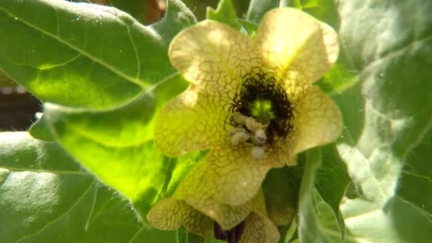 Černý Henbane Lékařská Rostlina Květinou — Stock video