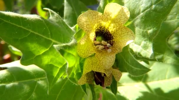 Černý Henbane Lékařská Rostlina Květinou — Stock video