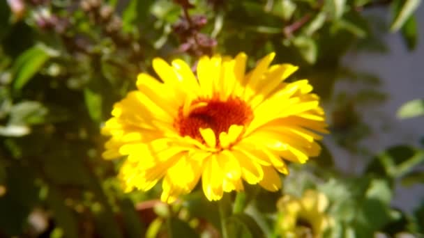 Κοινή Marigold Φαρμακευτικό Φυτό Λουλούδι — Αρχείο Βίντεο