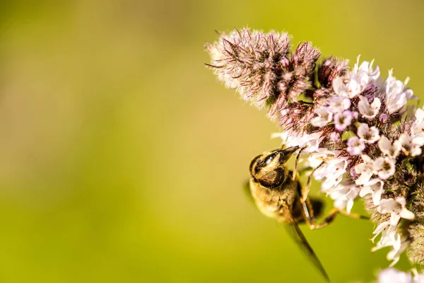 Drone flyga på en blomma av en pepparmynta på sommaren i Tyskland — Stockfoto