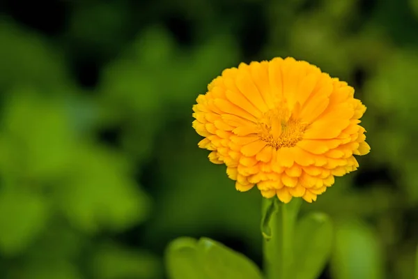 Calendula, geneeskrachtige plant met bloem — Stockfoto