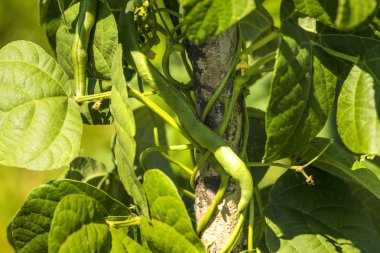 yeşil fasulye, bir bahçede ekimi