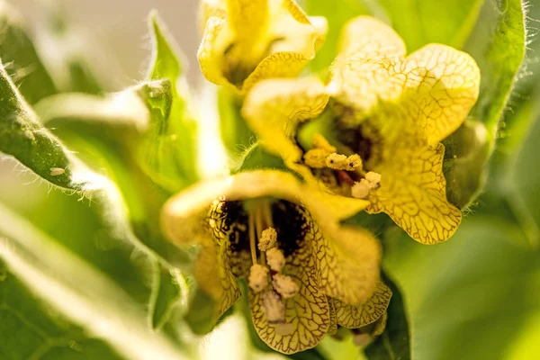 Bilsenkraut, mittelalterliche Heilpflanze mit Blüte — Stockfoto