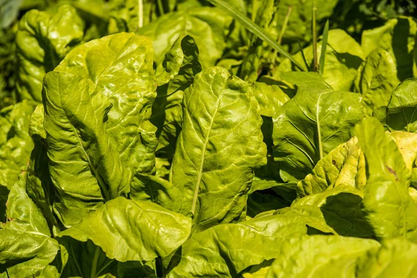 Swiss chard in a garden — Stock Photo, Image