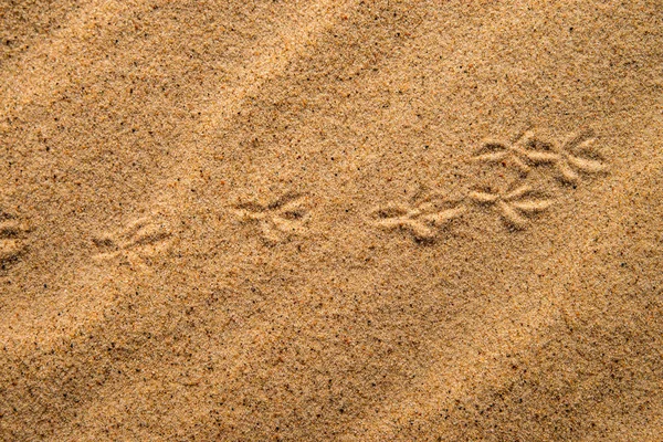 Треки в піску — стокове фото