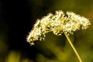 Angelica, yaz aylarında çiçek ile şifalı bitki