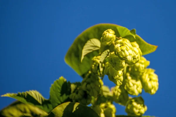 Hops with ripe cones in summer — Stock Photo, Image