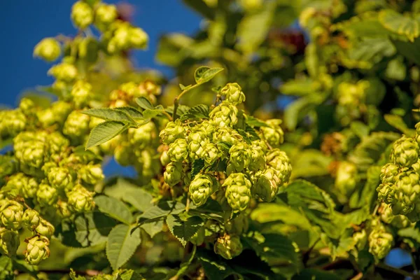 Hops with ripe cones in summer — Stock Photo, Image