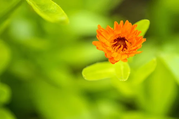 Gemeenschappelijke goudsbloem in een tuin — Stockfoto
