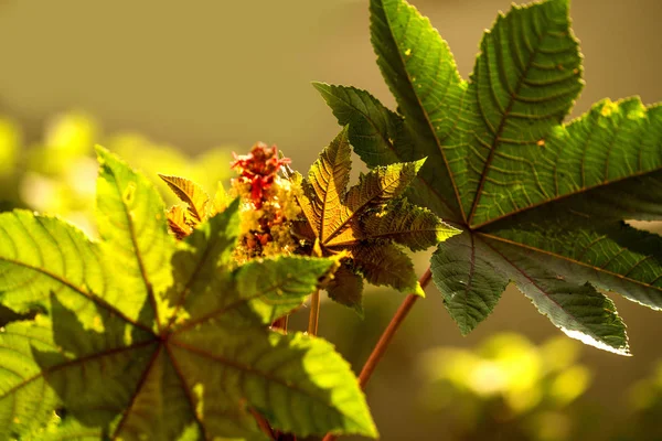 Castor-olie plant met bladeren en bloem — Stockfoto