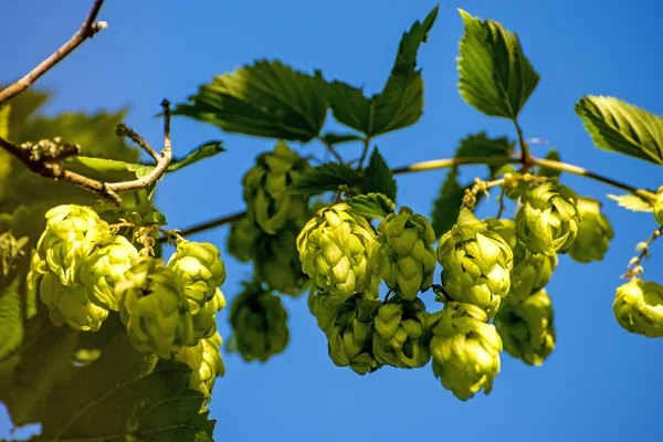 Hops with ripe cones in summer — Stock Photo, Image