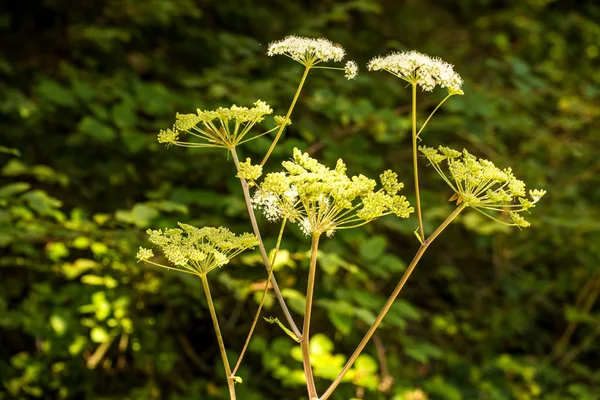 Angelica, medicinalväxt med blomma på sommaren — Stockfoto