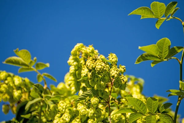 Hops with ripe cones in summer — Stock Photo, Image