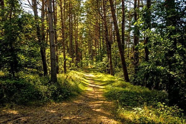 Лес в Польше, маленькая дорожка со светом и тенью — стоковое фото