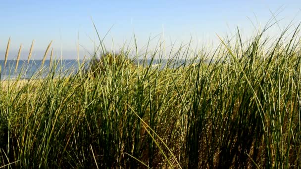 Strand Van Baltische Zee Met Strand Gras Wind Oostzee Achtergrond — Stockvideo