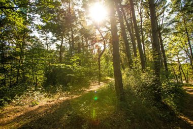 ışık ve gölge ile Polonya 'da Baltık sahilinde orman