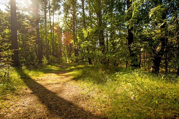 Bosque en Polonia, pequeño camino con luz y sombra —  Fotos de Stock