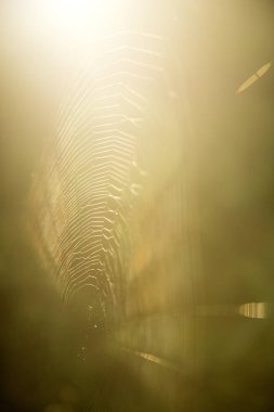 Spider, arka ışık webs
