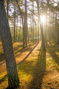 Sonbaharda orman yumuşak, güneşli ışıkta