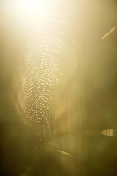 Pânze de păianjen în lumina din spate — Fotografie, imagine de stoc