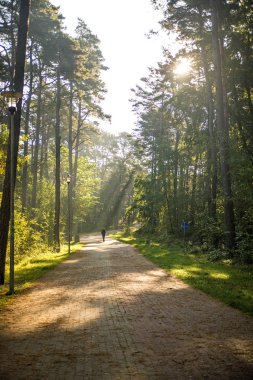 Ormanda güneş ışığı, yürüyen bir adamla