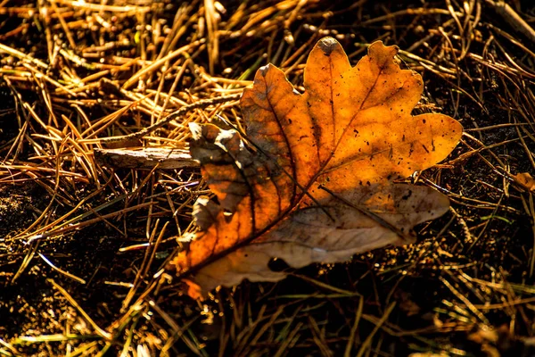 Hoja de roble de color otoñal en luz de fondo en un suelo forestal —  Fotos de Stock