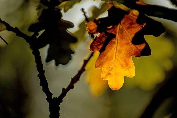 Herbstliches Eichenblatt im Gegenlicht — Stockfoto