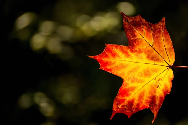 Liść klonu w kolorach jesiennych w świetle tylnym — Zdjęcie stockowe