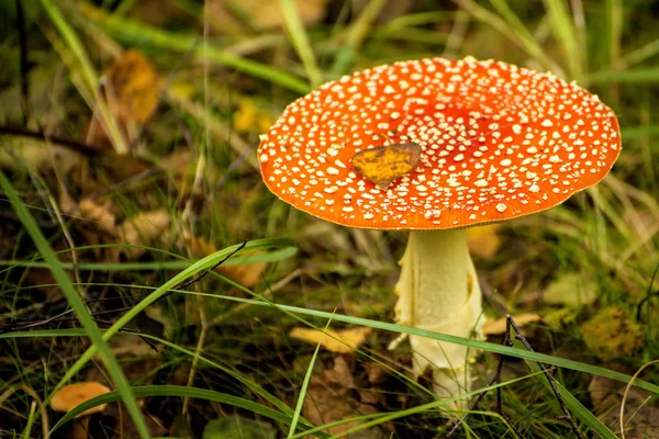 Fly agaric, mushroom in a forest — Stock Photo, Image