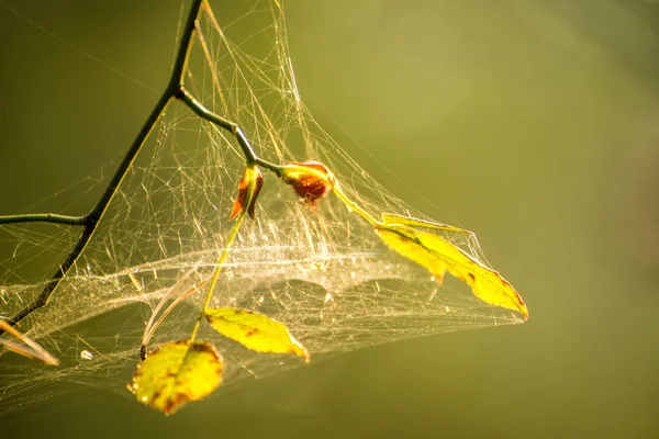 Spider web with intertwined threads — Stock Photo, Image