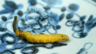 Cordyceps sinensis, tırtıl mantarı, bir sehpanın üzerinde.