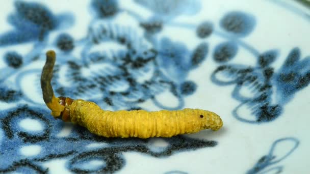 Cordyceps Sinensis Fungo Lagarta Uma Mesa Volta — Vídeo de Stock