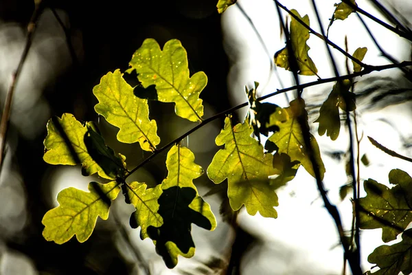 Oak leaves in back light — Stock Photo, Image