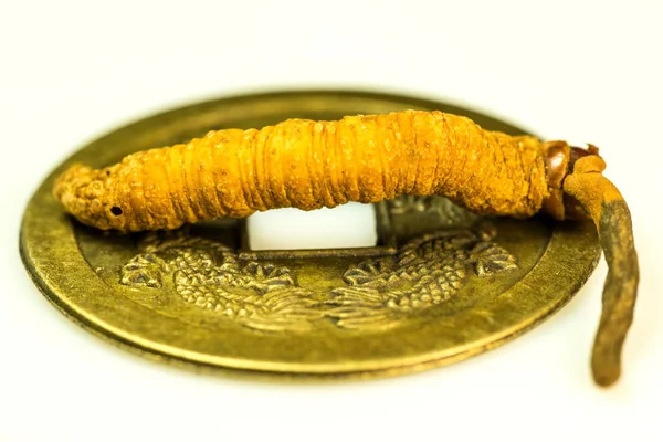 Fungo da lagarta, medicina da medicina tibeciana tradicional — Fotografia de Stock
