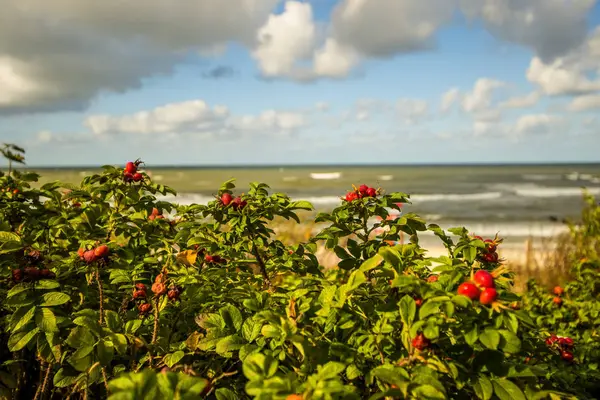 Costa del Mar Baltico in autunno con piantagione di rose di patate — Foto Stock