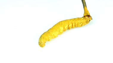 Cordyceps sinensis, tırtıl mantarı, bir sehpanın üzerinde.