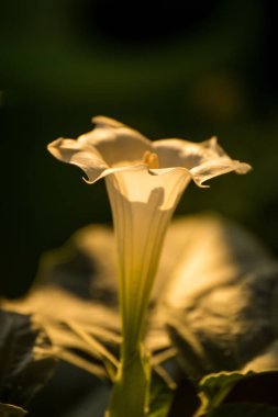 Datura stramonium, çiçekli dikenli elma