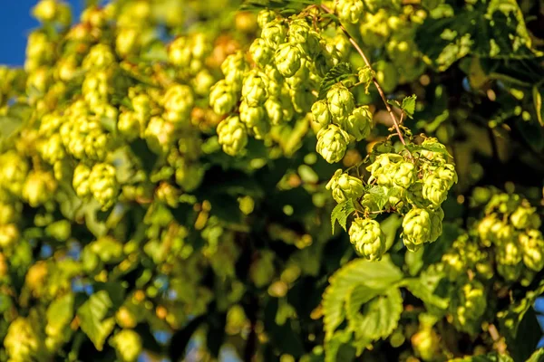 Hop with ripe cones in summer — Stock Photo, Image