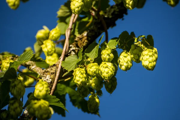 Hop with ripe cones in summer — Stock Photo, Image