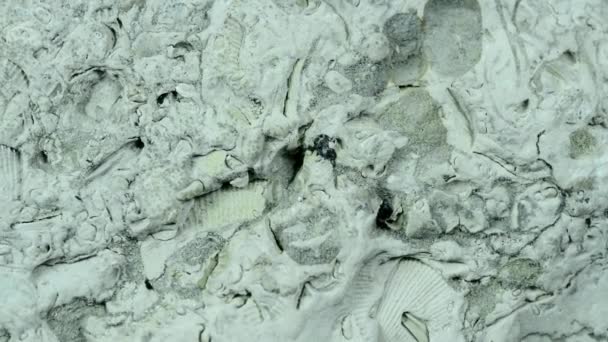 Caliza Báltica Con Fósiles Mesa Giratoria — Vídeos de Stock
