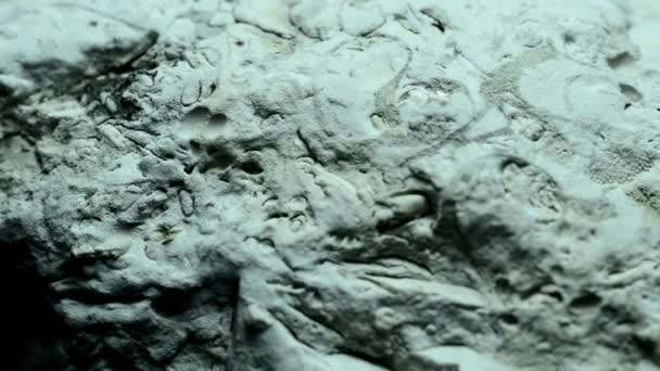 Calcário Báltico Com Fósseis Mesa Giratória — Vídeo de Stock