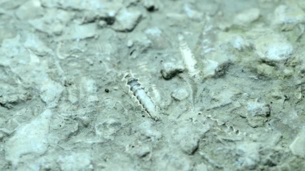 Baltisk Kalksten Med Fossiler Vändbordet — Stockvideo