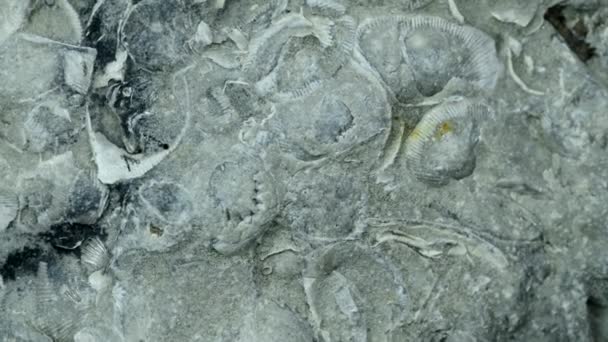 波罗的海石灰石 化石在转盘桌上 — 图库视频影像