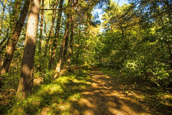 Bosque en Polonia, pequeño camino con luz y sombra —  Fotos de Stock