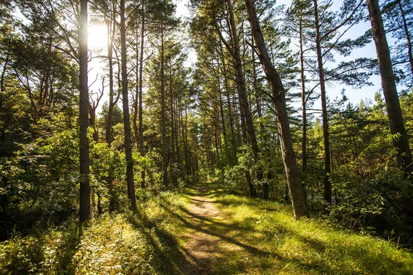 Skog i Polen, liten stig med ljus och skugga — Stockfoto